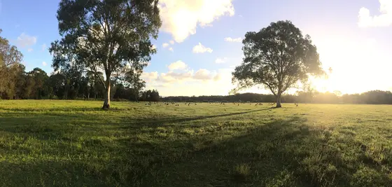 The sun setting in Coombabah Lake Conservation Park with kangaroos in the backdrop.