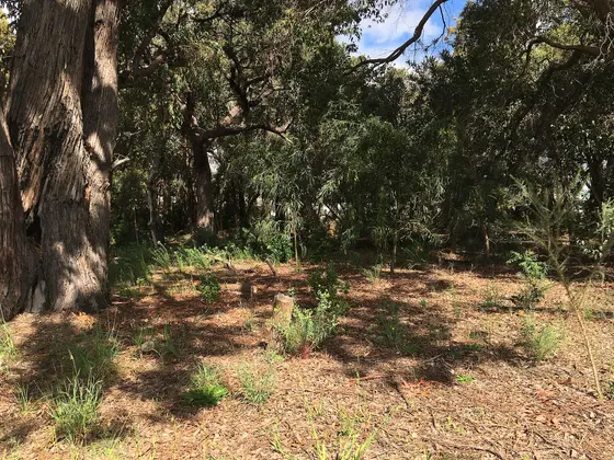 Harold Field Reserve, the only remaining pocket of natural bushland in Kardinya, Western Australia, September 2021.