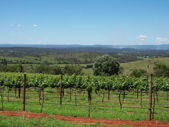 View from the "Captain's Paddock" vineyard, Kingaroy, Australia. Photograph taken by User:Rossrs, October 22, 2005