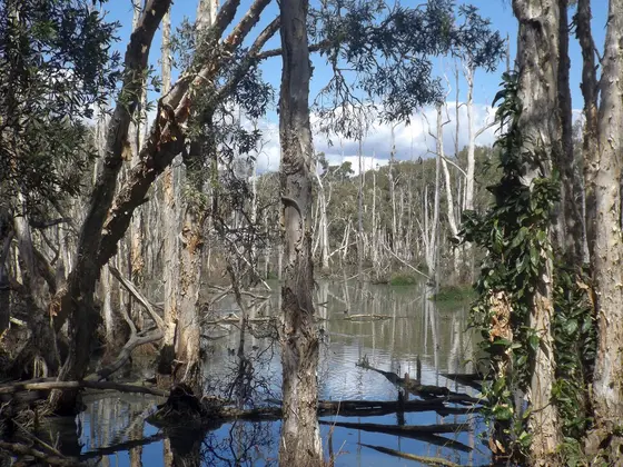 Photo of Black Duck Creek Murumba Downs, Moreton Bay Region, Queensland, Australia.