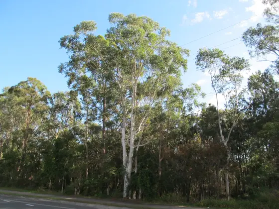View from Underwood Road, Rochedale, Queensland