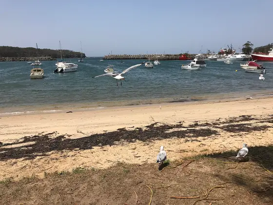 Photo of Ulladulla Harbour viewed from main street.