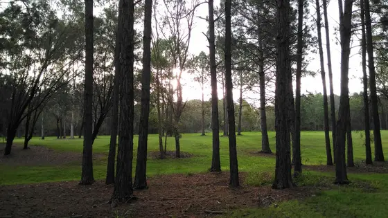 It was just an ordinary day at the park, but this shot made it an extraordinary day -Malinya place park, Upper Mount Gravatt, Queensland