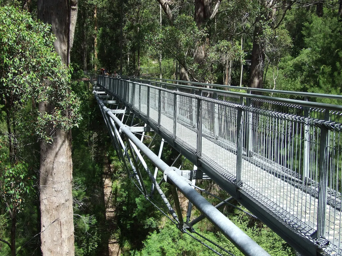 Valley of the Giants Tree Top Walk