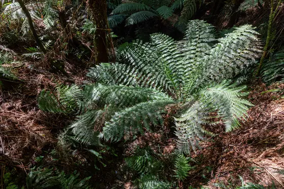 Melba Gully