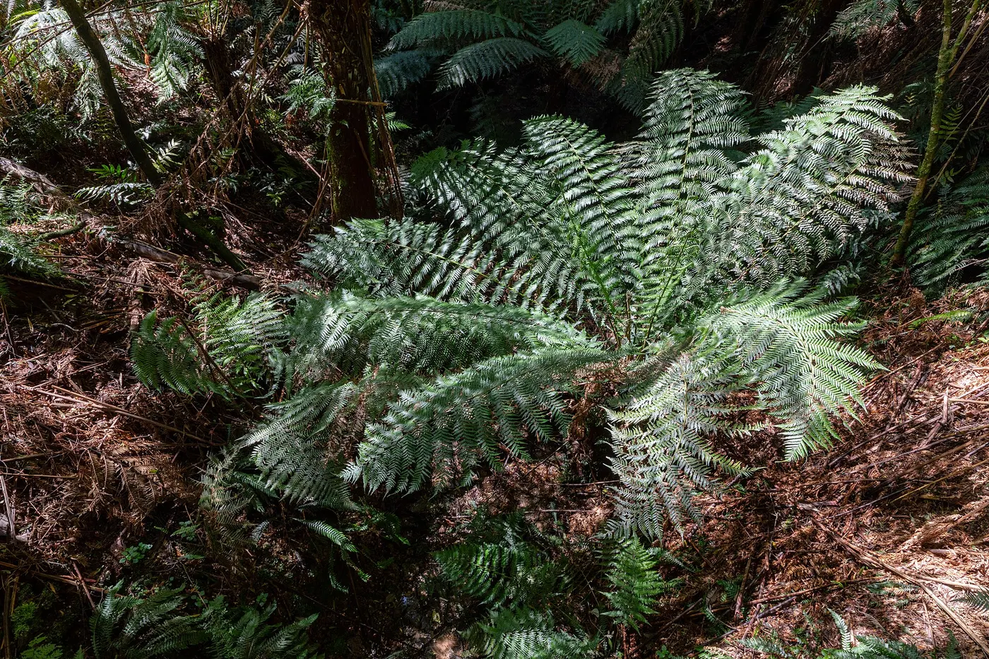 Melba Gully